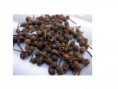 10 KG POIVRE SAUVAGE DE MADAGASCAR"VOATSIPERIFERY"